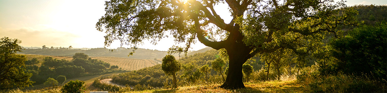 sustentabilidade-cortiça